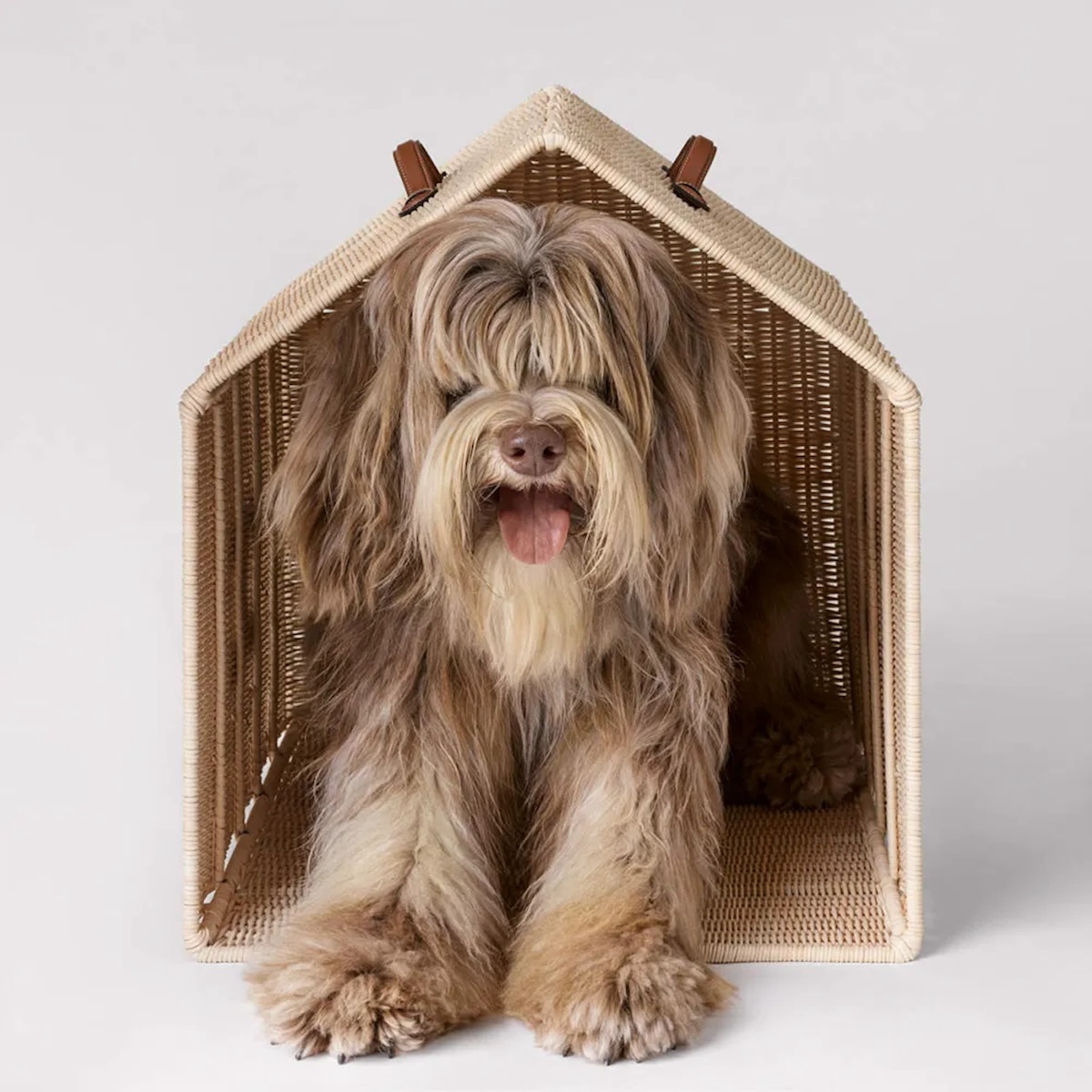 Celine Unveils a New Line of Luxe Pet Accessories, From Leashes to